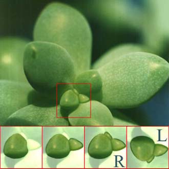 bud primordia definition bud primordia definition