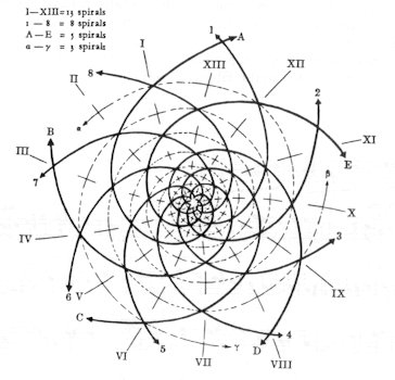 fibonacci sequence flower